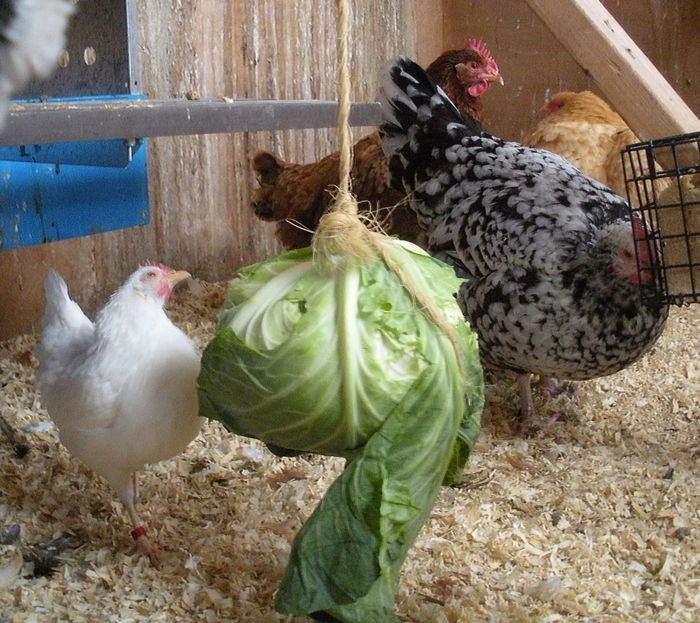 Avoid Chicken Boredom with enrichment activities | HenCam.  Great ideas, great pictures! Thank you