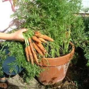 Carrots are easy to grow in