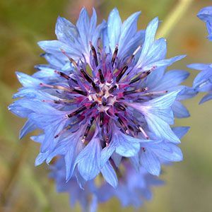 Control pests by planting these flowers for borders and drawing beneficial insects into your garden: Cornflower, Sweet Alyssum, Borage, Cup Plant, Anise Hyssop, Golden Marguerite, Fennel, Mountain
