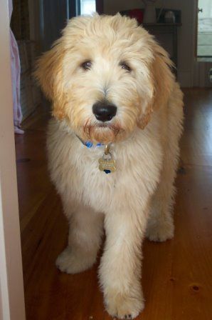 DoodleLane | Home-Raised Goldendoodle and Labradoodle