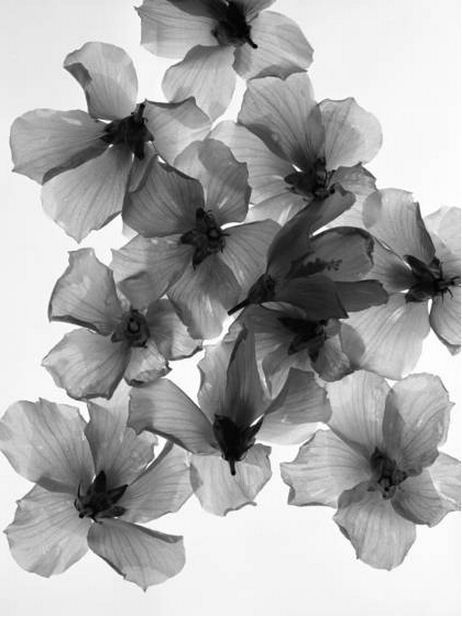 flower x-ray | black and