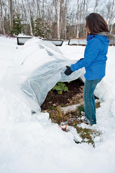 Gardening in the snow. Halifax gardener Niki Jabbour checks on her mini hoop tunnel that lets her grow veggies all winter long. Sheets of plastic let the sun shine in while protecting tender shoots