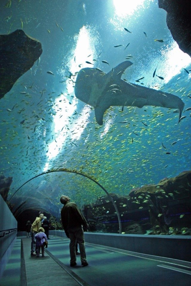 Georgia Aquarium, largest a