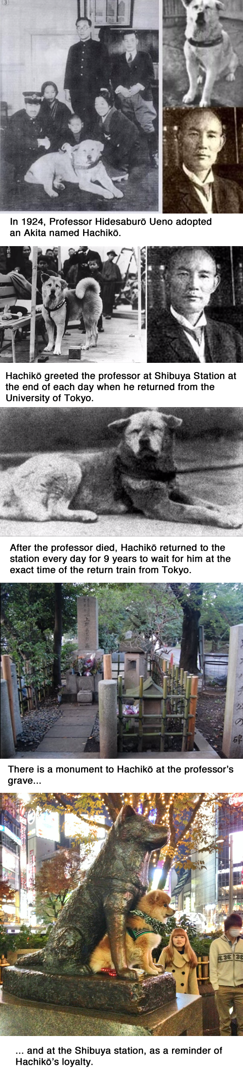 Hachiko: The dog who waited for his owner at the train station: | 14 Pictures That Prove Animals Are Better Than