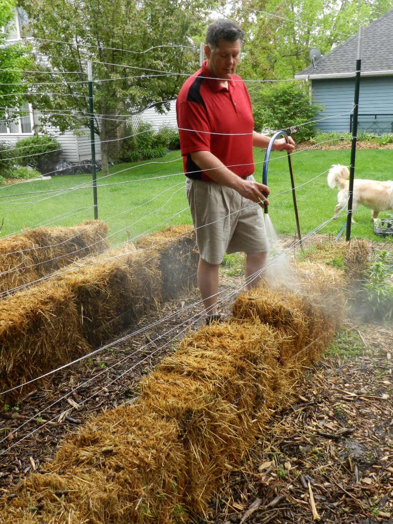 How to build a straw bale garden, this site has more information… I did it this year and Im amazed at the size of my tomatoes! I put them around my Rhubarb patches and I was harvesting rhubarb