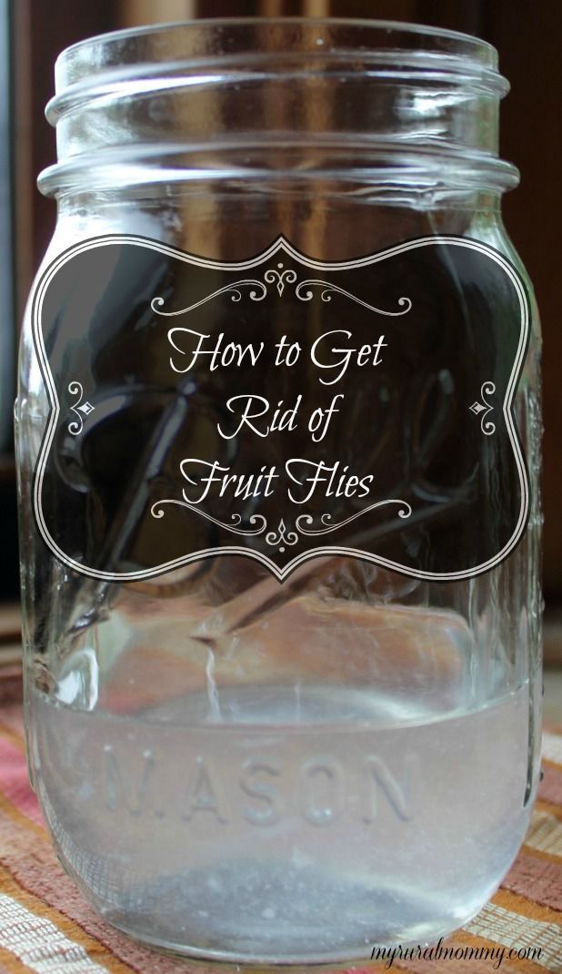 How to get rid of fruit flies using 3 common household items! #nontoxic #frugal. Fill the jar about 1/4 full with the vinegar and then add 2-3 drops of the dish soap. Leave this sitting on the kitchen