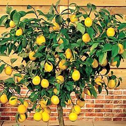 How To Grow A Dwarf Lemon T