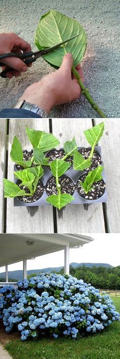 How to root hydrangea cutti