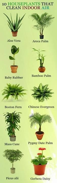 Indoor plants that clean in