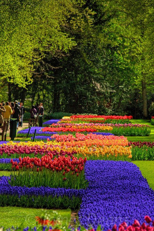 Keukenhof Gardens, The Netherlands. In Lisse, my mothers hometown. This is even more beautiful in