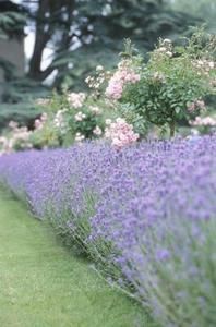 Lavender (Lavendula spp.) is a traditional companion plant for