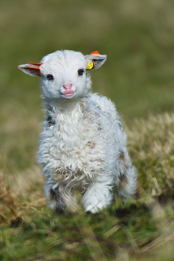 Little Lamb – Such a Sweet