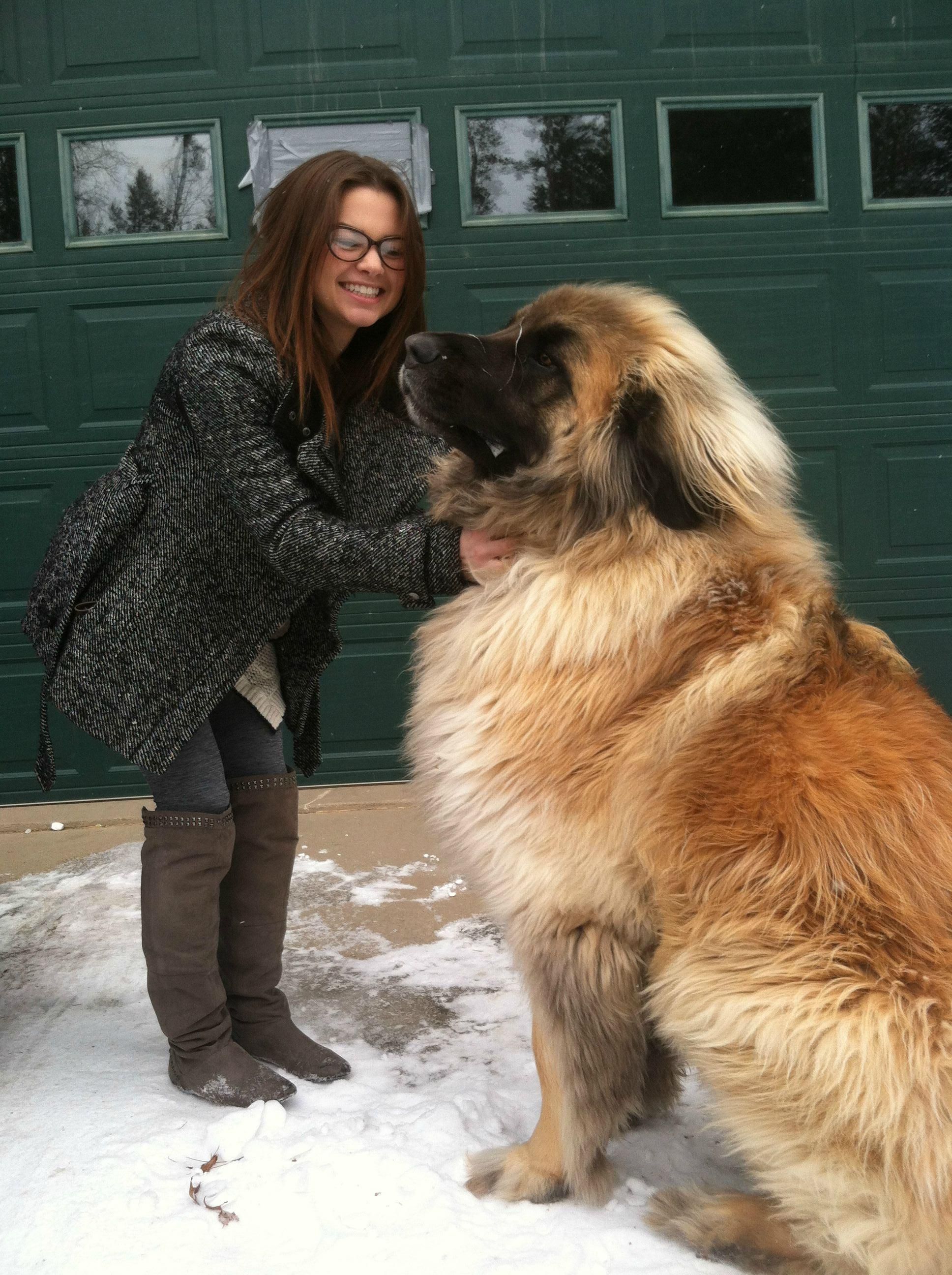 Meet Simba. Hes a Leonberger. Fun fact: After the second world war, there were only 8 of these in the entire world. Every single Leonberger today can be traced back to