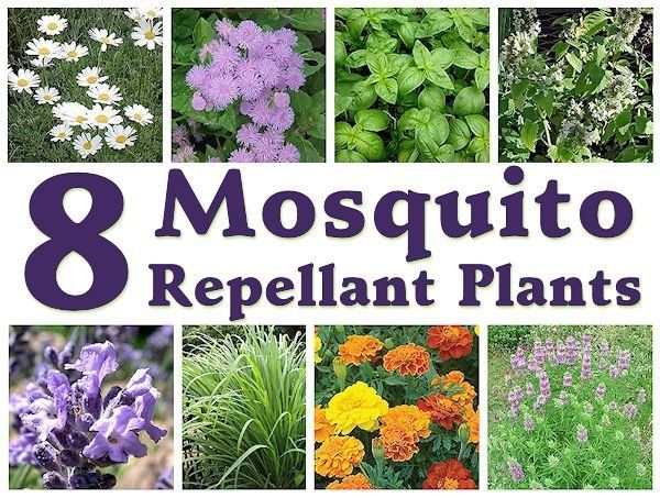 Mosquito Repellant Plants f