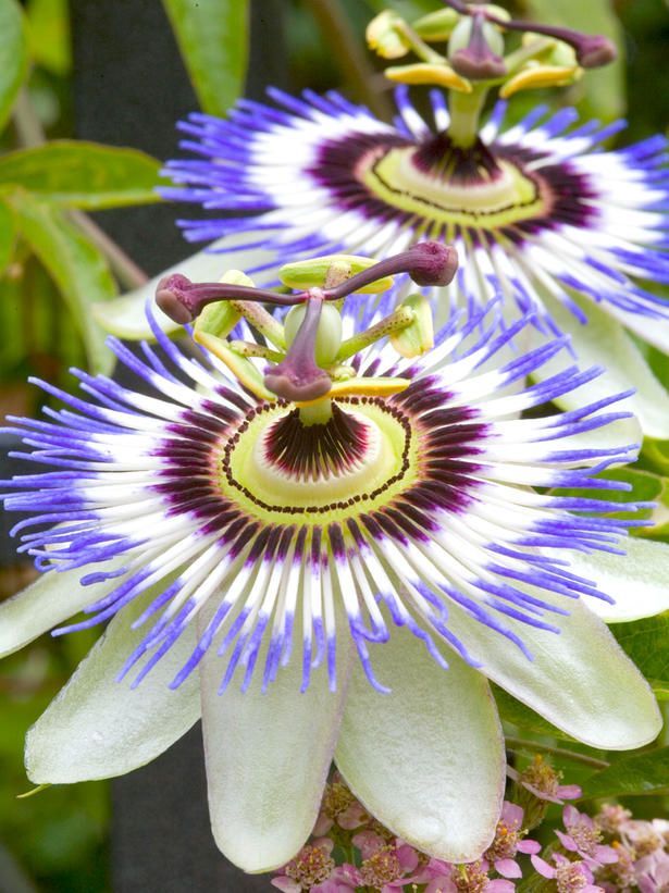 Passion flower for the trel