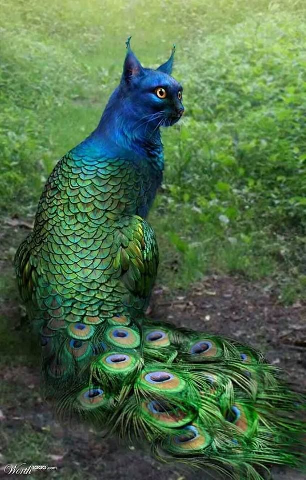 Peacock Cat.  I would love