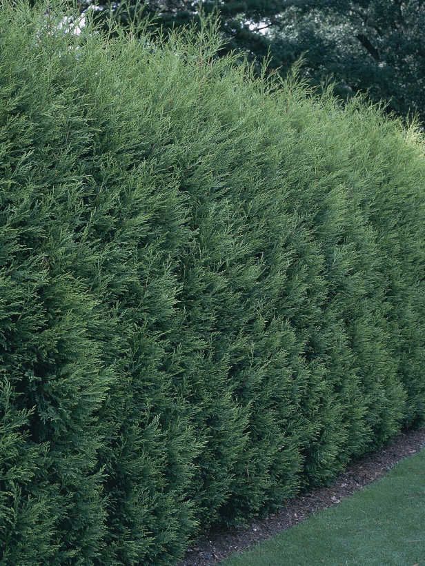 Planting Leland Cypress – fast growing, widely used for