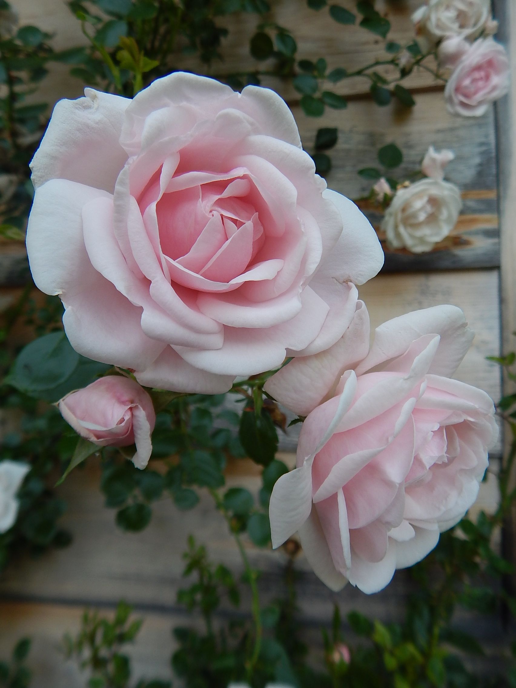 Rosa New Dawn | pale pink climbing rose… we use them at Floreciendo and they are amazing! require little care, or maintenance… and just bloom and bloom and