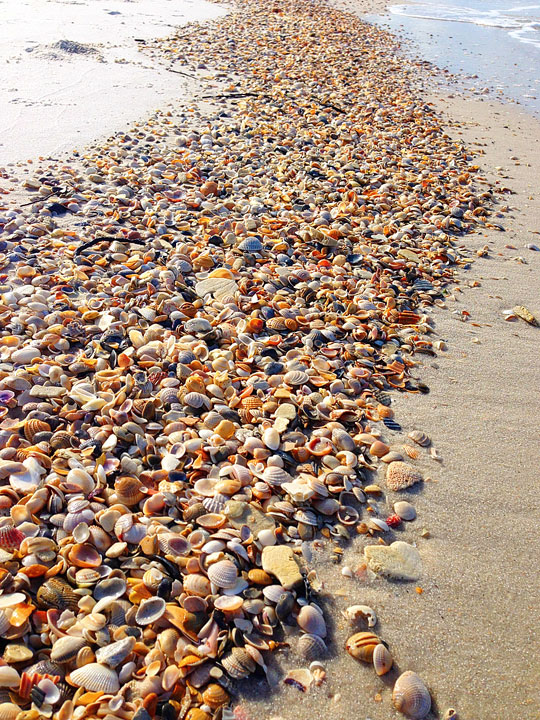 Sea shell paradise!! Cape S