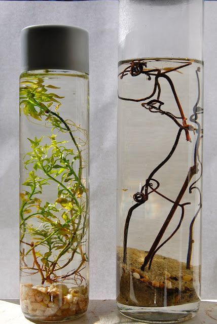 Self Contained ecosystems in a bottle, perfect for a hand on science
