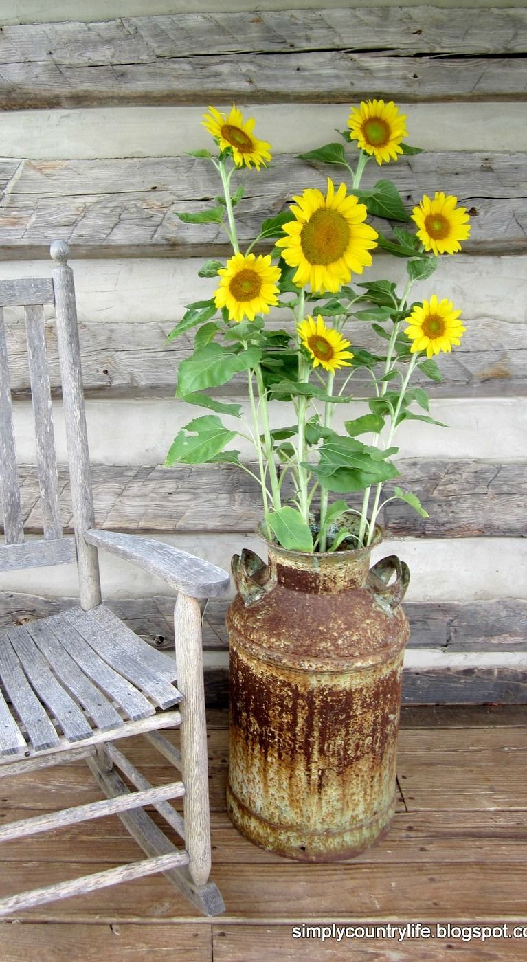 Simply Country Life: fresh picked sunflowers from the garden in an old milk can on our log cabin