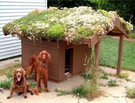 succulent roof for a dog house…make sure everything is pet safe. Maybe grass would be