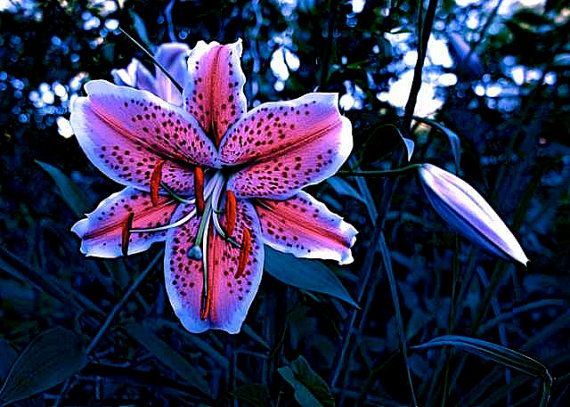 Summer Night Lily Flower Moonlight Twilight by
