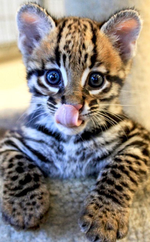 This Ocelot Kitten Met His Best Friend, Blakely the Dog, at the ZooWatch Their Adorable