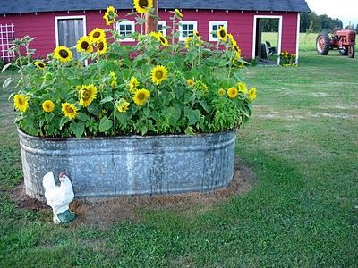 Tub of sunflowers, I might just have to do this. If I put my bird feeder in the middle of the tub, I wouldnt even have to plant the seeds myself. (I only put sunflower seeds in my feeder to cut