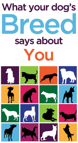 What Your Dogs Breed Says A