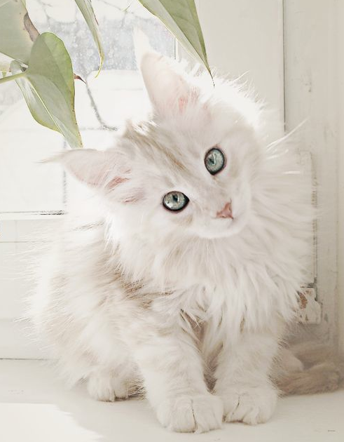 White Maine Coon. My goodness when I saw this white Coon cat I could not believe it. What an amazing cat ! ! Stunning!