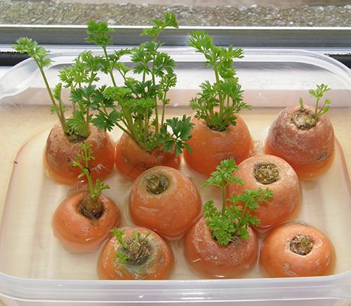 You can grow carrot greens