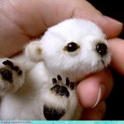 baby polar bear… they sho
