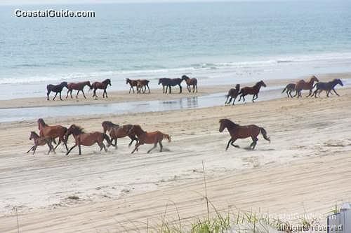 Corolla Wild Horses – On The Outer Banks of North Carolina……………………………………………………………………………