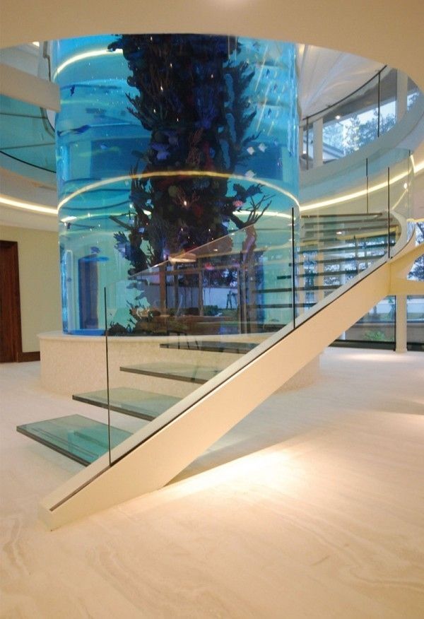 Dream Fish Tank/Aquarium in