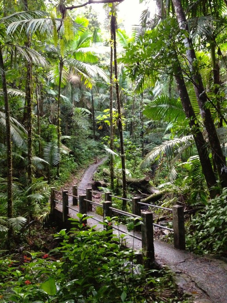 El Yunque Rainforest in Pue