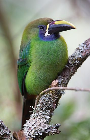 emerald toucanet, Savegre, Costa