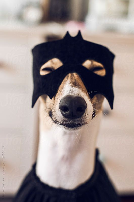 Happy Dog Dressed As Superhero For Halloween greyhounds and