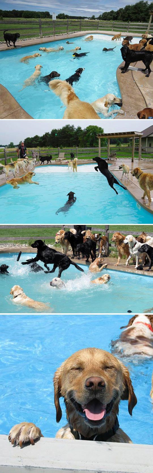 HOW. CUTE. IS. THIS. – Doggy Pool Party at Lucky Dog Daycare. Click through to watch the videos. Talk about happy dogs