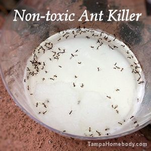 How to Kill Ants the Non-To