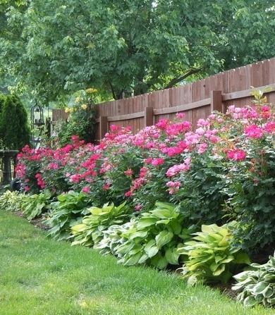 Knockout roses and hostas p