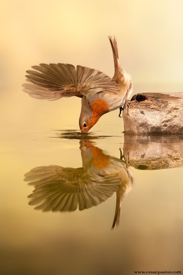 Petirrojo by bird photograp