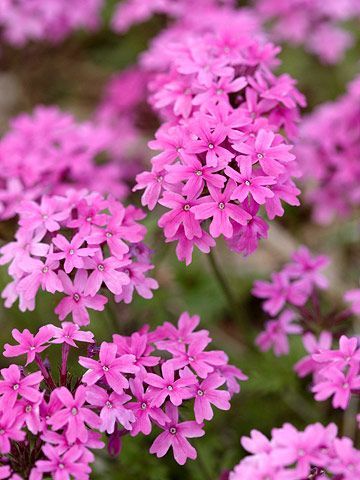 Rose verbena -Rose verbena is a perennial groundcover loved because it cascades beautifully down hot, dry, sunny slopes and bears an abundance of deep pink flowers. It is rarely out of bloom, but it