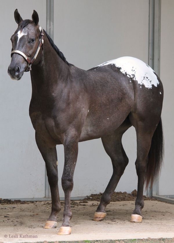 Snowcap Appaloosa horse