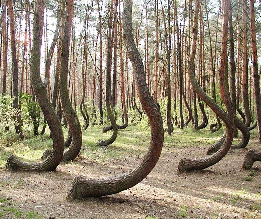 The Crooked Forest is locat