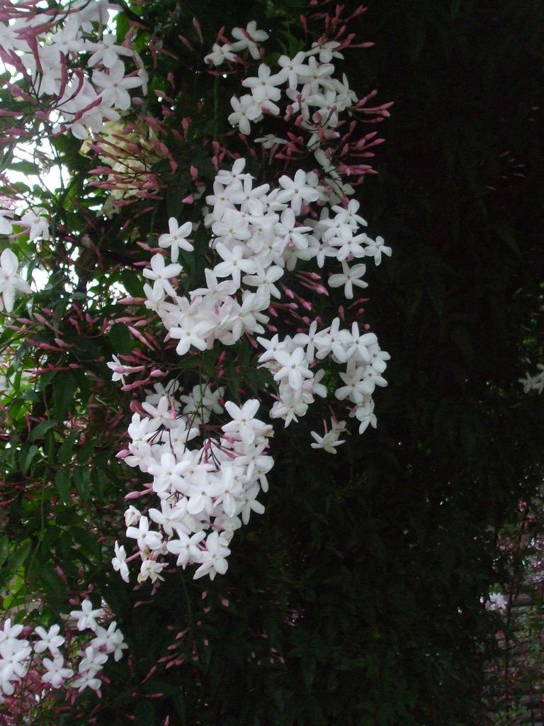 The jasmine plant is a source of exotic fragrance in warmer climates. The plants may be vines or bushes and some are evergreen. Get more information on growing and caring for jasmines in this