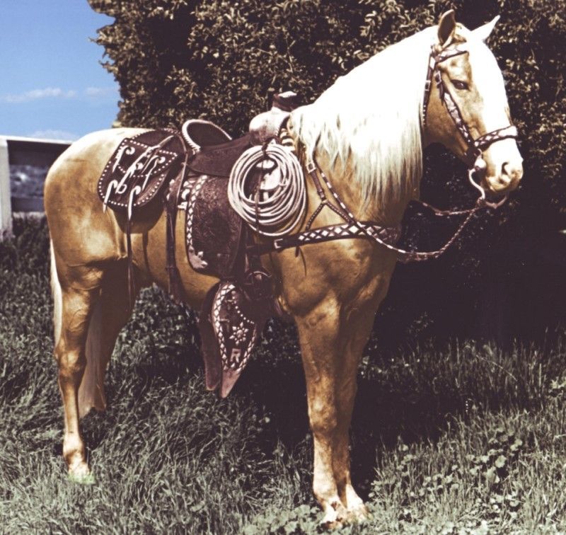 Trigger. originally named Golden Cloud, was a 15.3 hands palomino horse, made famous in American Western films with his owner/rider, cowboy star Roy Rogers.  Triggers sire was a Thoroughbred and