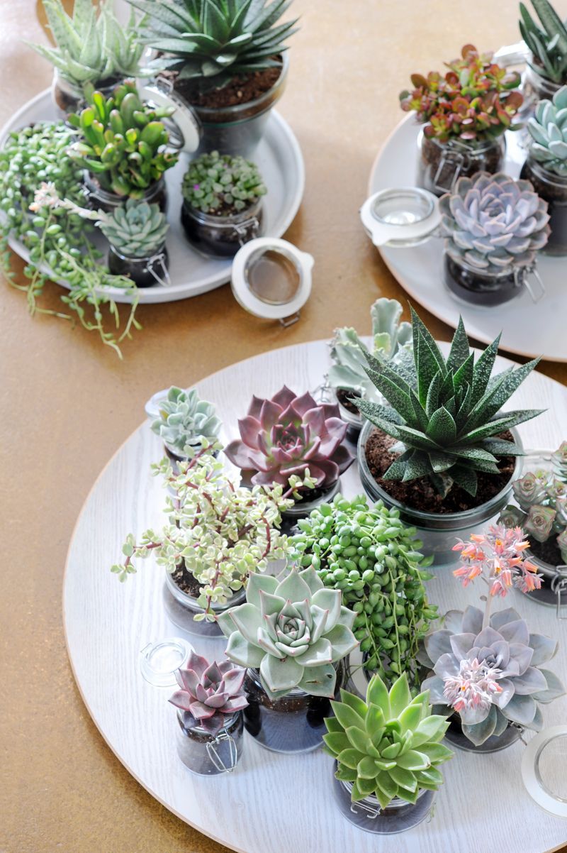 10 most common types of succulents houseplants that are alluring and easy to care.