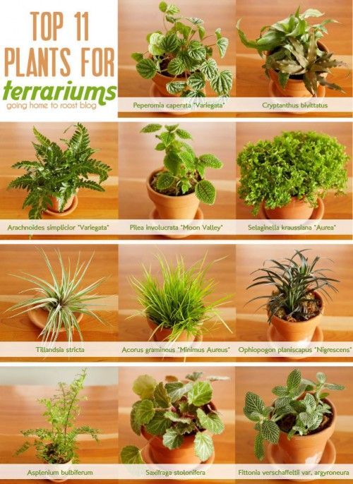 11 best terrarium plants:  1. peperomia caperata variegata  2. cryptanthus bivittatus  3. arachnoides simplicior variegata  4.