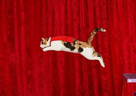 Alley the Cat Sets Guinness Record for Longest Cat Jump